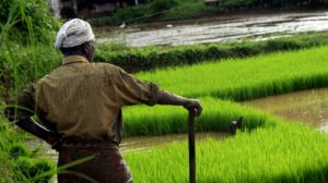 A farmer standing in front of a rice paddy full of water.