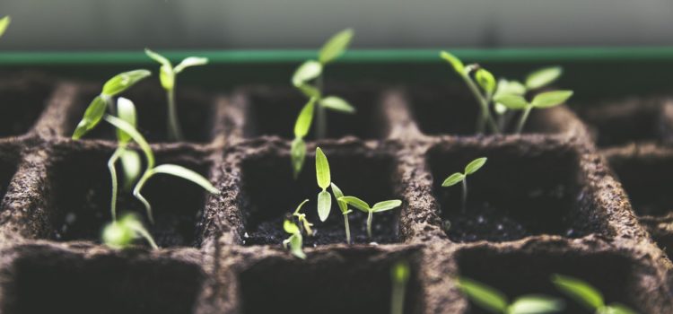 Small plants spring from a homemade garden box.