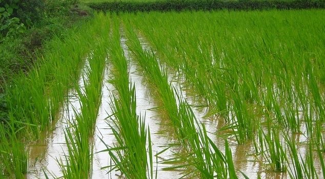 A rice paddy full of water.