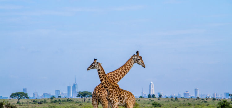 Maasai Giraffes in Nairobi National Park, on the outskirts of Nairobi, Kenya