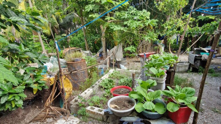 In the Pacific, Kiribati grows food resilience against the tide